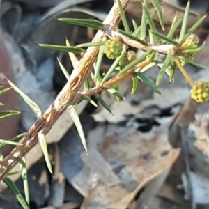 Acacia ulicifolia at Isaacs Ridge - 29 May 2016