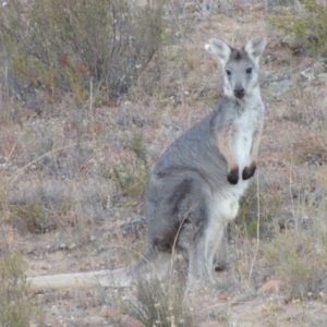 Osphranter robustus at Tennent, ACT - 5 Feb 2014