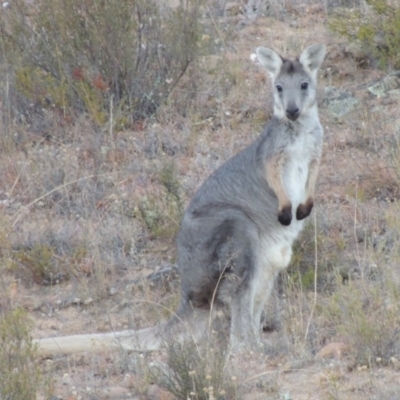 Osphranter robustus (Wallaroo) at Tennent, ACT - 5 Feb 2014 by michaelb