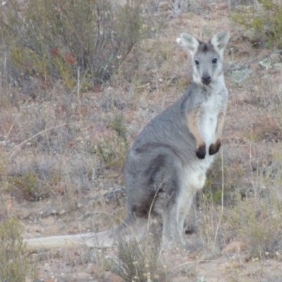 Osphranter robustus robustus (Eastern Wallaroo) at Tennent, ACT - 5 Feb 2014 by MichaelBedingfield