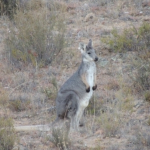 Osphranter robustus robustus at Tennent, ACT - 5 Feb 2014 08:18 PM