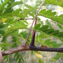 Gleditsia triacanthos (Honey Locust, Thorny Locust) at Chisholm, ACT - 17 Feb 2016 by MichaelBedingfield