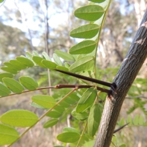 Gleditsia triacanthos at Chisholm, ACT - 17 Feb 2016