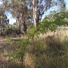 Gleditsia triacanthos at Chisholm, ACT - 17 Feb 2016