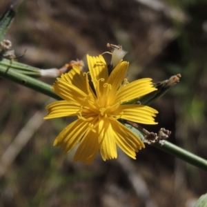 Chondrilla juncea at Chisholm, ACT - 17 Feb 2016 05:55 PM