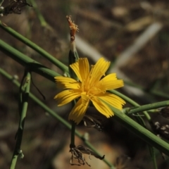 Chondrilla juncea at Chisholm, ACT - 17 Feb 2016 05:55 PM