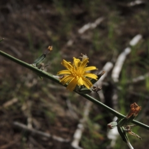 Chondrilla juncea at Chisholm, ACT - 17 Feb 2016 05:55 PM