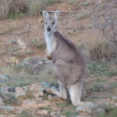 Osphranter robustus robustus (Eastern Wallaroo) at Gigerline Nature Reserve - 17 Sep 2014 by MichaelBedingfield