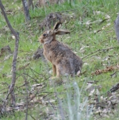 Lepus capensis (Brown Hare) at Red Hill, ACT - 18 Sep 2015 by roymcd
