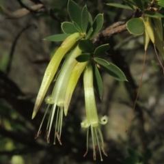 Styphelia triflora (Five-corners) at Tralee, NSW - 17 Feb 2016 by michaelb