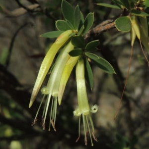 Styphelia triflora at Tralee, NSW - 17 Feb 2016