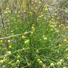 Calotis lappulacea (Yellow Burr Daisy) at Molonglo Valley, ACT - 10 Jan 2016 by RichardMilner