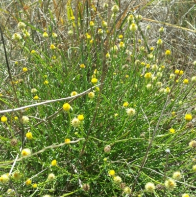 Calotis lappulacea (Yellow Burr Daisy) at Molonglo River Reserve - 10 Jan 2016 by RichardMilner