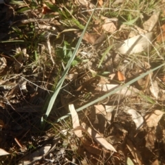 Dianella sp. aff. longifolia (Benambra) (Pale Flax Lily, Blue Flax Lily) at Garran, ACT - 29 May 2016 by MichaelMulvaney