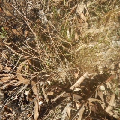 Calotis lappulacea (Yellow Burr Daisy) at Garran, ACT - 29 May 2016 by MichaelMulvaney