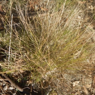 Calotis lappulacea (Yellow Burr Daisy) at Garran, ACT - 29 May 2016 by MichaelMulvaney