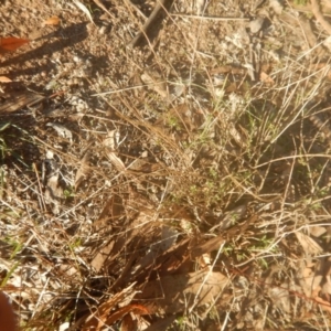 Calotis lappulacea at Garran, ACT - 29 May 2016 04:42 PM