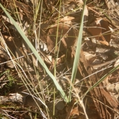 Dianella sp. aff. longifolia (Benambra) (Pale Flax Lily, Blue Flax Lily) at Garran, ACT - 29 May 2016 by MichaelMulvaney