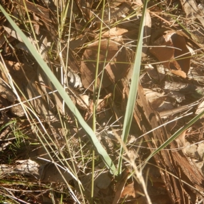 Dianella sp. aff. longifolia (Benambra) (Pale Flax Lily, Blue Flax Lily) at Garran, ACT - 29 May 2016 by MichaelMulvaney