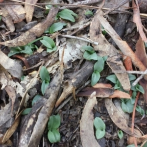 Chiloglottis sp. at Jerrabomberra, NSW - 30 May 2016