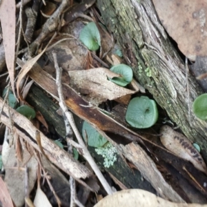 Corysanthes sp. at suppressed - 30 May 2016