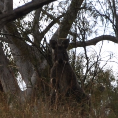 Osphranter robustus robustus (Eastern Wallaroo) at Acton, ACT - 22 Apr 2016 by MattM