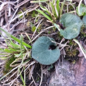 Acianthus sp. at Jerrabomberra, NSW - 30 May 2016