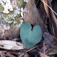 Acianthus sp. (Mayflower Orchid) at Mount Jerrabomberra QP - 30 May 2016 by MattM