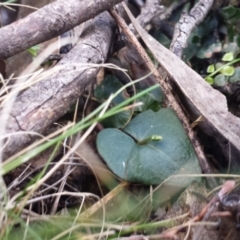 Acianthus sp. at Jerrabomberra, NSW - 30 May 2016