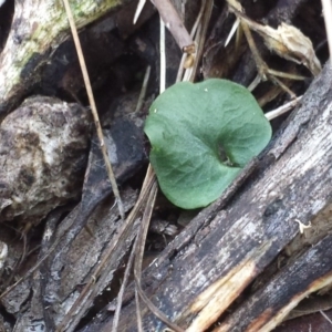 Corysanthes sp. at suppressed - 30 May 2016