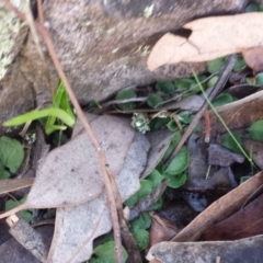 Corysanthes sp. at suppressed - suppressed