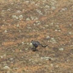 Osphranter robustus robustus (Eastern Wallaroo) at Belconnen, ACT - 24 Apr 2016 by CathB