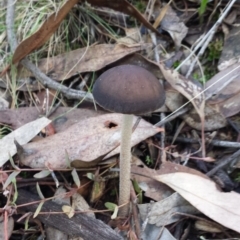 Oudemansiella gigaspora group (Rooting Shank) at Jerrabomberra, NSW - 30 May 2016 by MattM