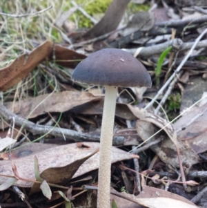 Oudemansiella gigaspora group at Jerrabomberra, NSW - 30 May 2016 02:18 PM