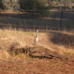 Egretta novaehollandiae (White-faced Heron) at Hackett, ACT - 29 May 2016 by waltraud