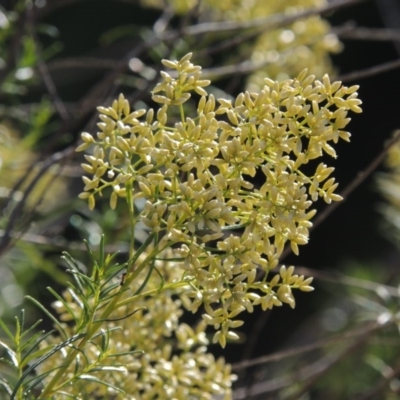 Cassinia quinquefaria (Rosemary Cassinia) at Tralee, NSW - 17 Feb 2016 by MichaelBedingfield