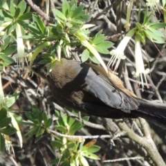 Acanthorhynchus tenuirostris (Eastern Spinebill) at Old Tuggeranong TSR - 17 Feb 2016 by michaelb