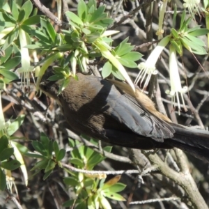 Acanthorhynchus tenuirostris at Chisholm, ACT - 17 Feb 2016