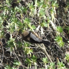 Acanthorhynchus tenuirostris at Chisholm, ACT - 17 Feb 2016 06:38 PM