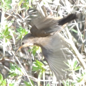 Acanthorhynchus tenuirostris at Chisholm, ACT - 17 Feb 2016 06:38 PM