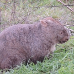 Vombatus ursinus (Bare-nosed Wombat) at Bonython, ACT - 14 Jul 2014 by MichaelBedingfield