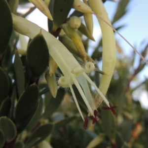 Styphelia triflora at Chisholm, ACT - 17 Feb 2016