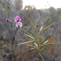 Glycine clandestina (Twining Glycine) at Chisholm, ACT - 17 Feb 2016 by MichaelBedingfield