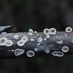 Stereum sp. at Namadgi National Park - 28 May 2016 by KenT