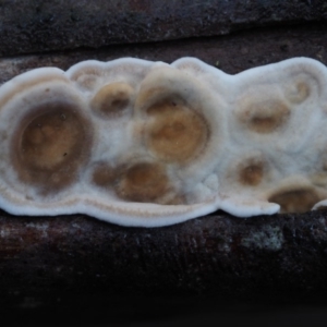 Stereum sp. at Cotter River, ACT - 29 May 2016 09:52 AM