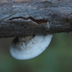 Stereum sp. at Cotter River, ACT - 29 May 2016 09:52 AM