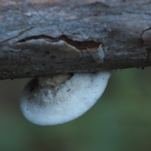 Stereum sp. at Cotter River, ACT - 29 May 2016 09:52 AM