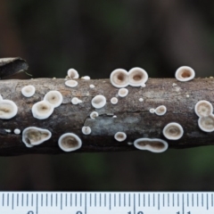 Stereum sp. at Cotter River, ACT - 29 May 2016 09:52 AM