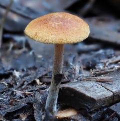 Gymnopilus sp. (Gymnopilus) at Cotter River, ACT - 29 May 2016 by KenT