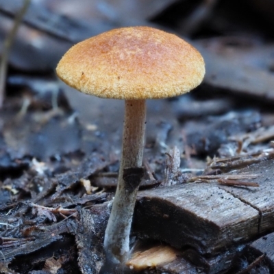 Gymnopilus sp. (Gymnopilus) at Cotter River, ACT - 28 May 2016 by KenT
